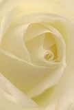 This close perspective draws you into the heart of a cream-white rose, its delicate petals forming soft spirals that invite both wonder and reflection. The mood evokes early moments in Hatton-quiet, fresh, and gently lit, much like the awakening world along Staines Road on a summer morning. The petals' surfaces seem to shimmer with a matte, silk-like texture, their subtle shadows amplifying the flower's depth and quiet drama. Here, there is peace and careful artistry in every detail, echoing the respect and gentleness with which each arrangement is crafted at Flowers Hatton. This bloom is an eloquent symbol of comfort and hope, ideally chosen to express sympathy, admiration, or the start of a meaningful journey. Though silent, the suggestion of a gentle fragrance lingers-a reminder of the warmth and understanding that define every floral gesture made here in the heart of Hatton.